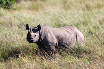 Close up of an black rhino in Masai Mara National Park