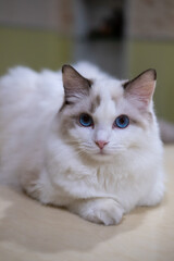 Close-up of Cute, Ragdoll cat, looking at the camera. 7 months old