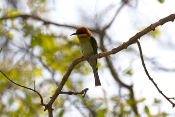A chestnut headed bee eater perches on a branch