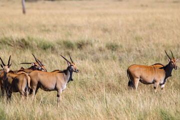 Naklejka na ściany i meble Elands in Masai Mara savannah