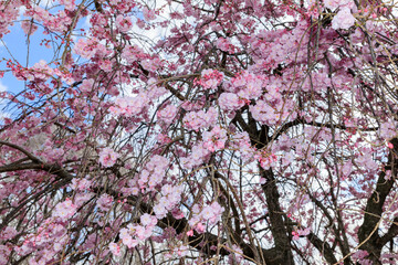 枝垂れ桜