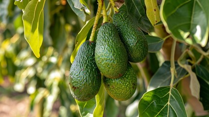 The Ultimate Avocado Egg Sandwich: A Refreshing and Nutritious Breakfast Delight!
