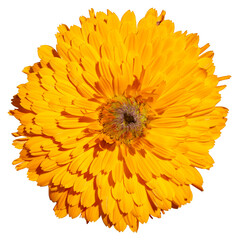 Close up of Marigold, Isolated flower.Calendula officinalis. Calendula flower and buds PNG cutout