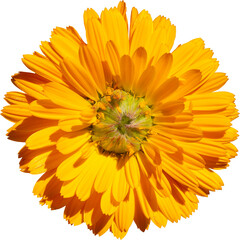 Close up of Marigold, Isolated flower.Calendula officinalis. Calendula flower and buds PNG cutout