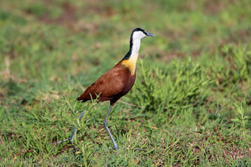 African jacana in Masai Mara