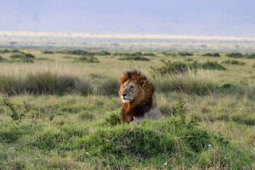 lion in the grass in Masai Mara