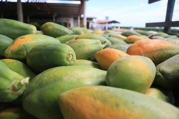 itaberaba, bahia, brazil - august 3, 2023: Papaya plantation in a farm in the rural area of the municipality of Itaberaba.