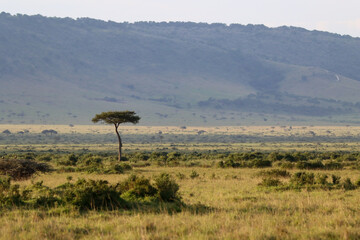 trees in the savannah