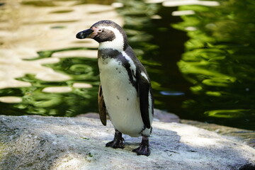 Fototapeta premium The banded penguins are penguins that belong to the genus Spheniscus. There are four living species, all with similar banded plumage patterns. Walsrode Bird Park, Germany.