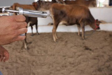 irece, bahia, brazil - april 26, 2024: farmer carries out vaccinations on cattle to combat foot-and-mouth disease in the city of Irece.