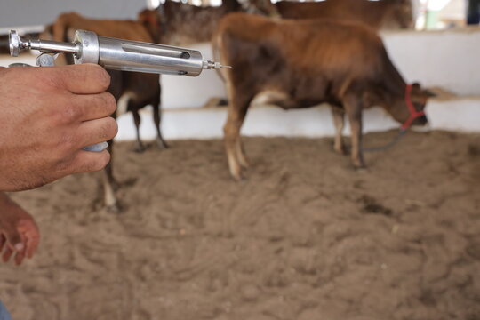 irece, bahia, brazil - april 26, 2024: farmer carries out vaccinations on cattle to combat foot-and-mouth disease in the city of Irece.