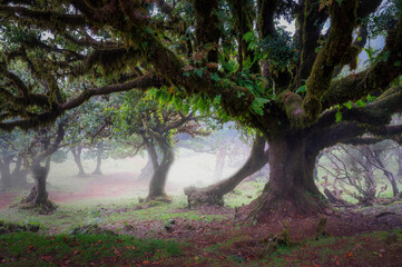 Feen Wald in Madeira