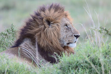 Close-up portrait of king lion seating in the grass