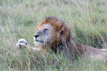 Close-up portrait of king lion seating in the grass
