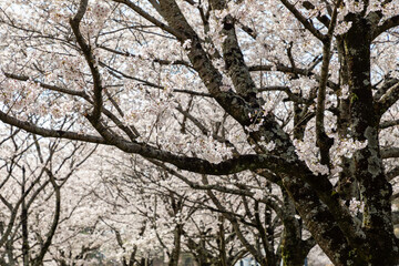 ゆうゆうパークの桜（栃木県さくら市）