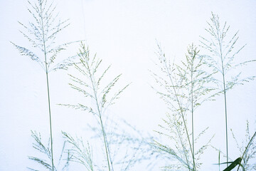 A group of tall, thin grasses with a white background