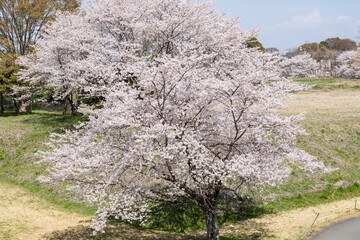 ゆうゆうパークの桜（栃木県さくら市）