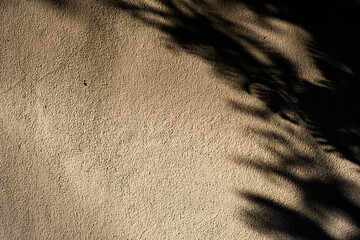 A shadow of a tree is cast on a sandy surface