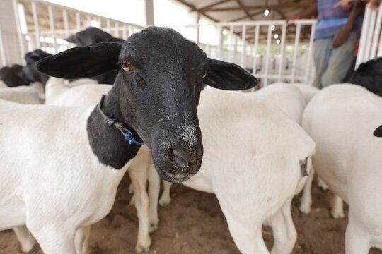 irece, bahia, brazil - april 26, 2024: sheep farming on a farm in the city of Irece.