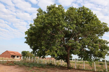 barra, bahia, brazil - december 8, 2023: Pequi tree seen in the city of Barra, in western Bahia.