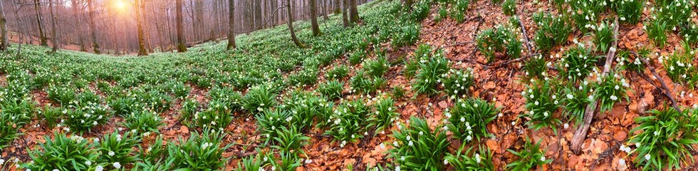  the first flowers appear