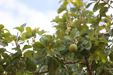 barra, bahia, brazil - december 8, 2023: Pequi tree seen in the city of Barra, in western Bahia.