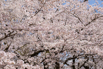 満開の桜