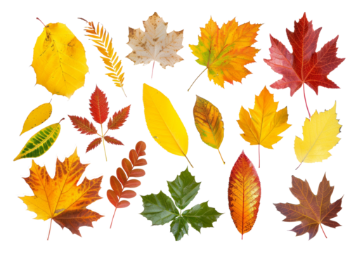 A collection of autumn leaves of decidious trees in different shapes, sizes and colours, isolated.