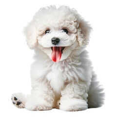 Obraz premium White poodle puppy