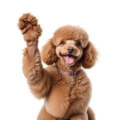 A poodle with a friendly, happy expression raising its paw up, isolated on a white background