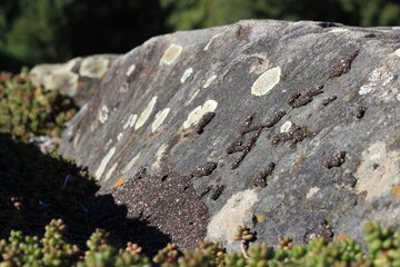 A rock covered in moss and lichen