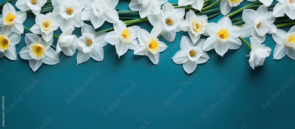 Aufkleber a flat lay of a flower pattern with white daffodils on a blue background forming a top view frame co