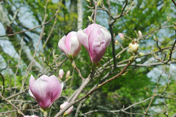 Magnolia branches with delicate pink flowers in the park in spring.