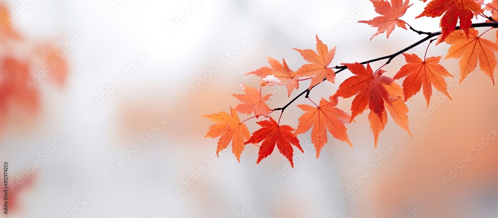 Poster close up macro photography of stunning maple leaves in the foreground with a soft out of focus white