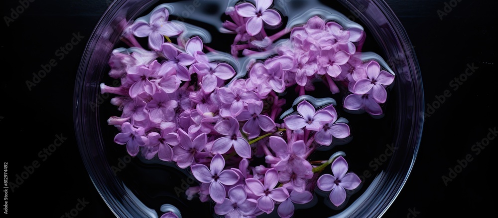 Poster a top view of a black background with a copy space image of lilac flowers floating in a bowl of wate