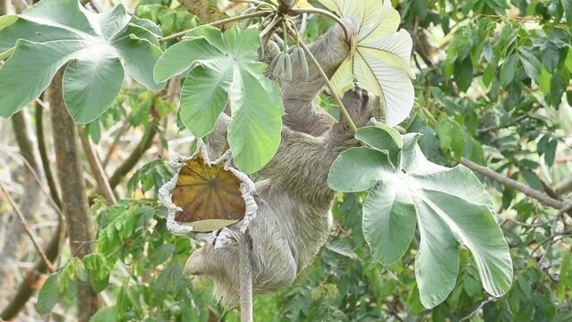 Sloth in Costa Rica