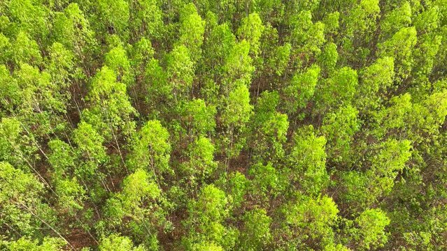 Behold, a lush expanse of eucalyptus, a green kingdom spreading under the heavens. Their uniform growth, a testament to nature's relentless march forward.
