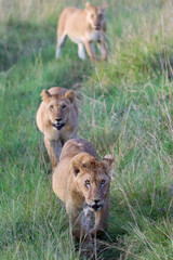 lioness and cubs in Masai Mara, Kenya