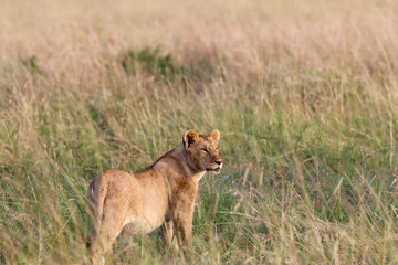 Lioness in the grass of Masai Mara