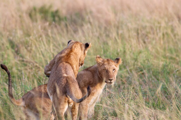lion cub in the savannah playing