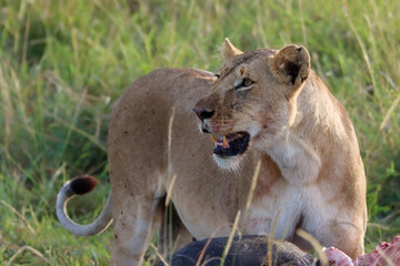 Lioness portrait in Masai Mara national park
