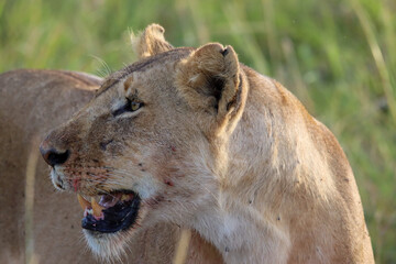 Portrait of a lioness cub