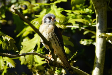 The painted falcon (Falco sparverius), also known as the American kestrel, is a bird from the...