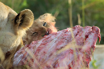 Adorable lion baby closeup eating from an African bufallo
