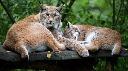 lynx relax