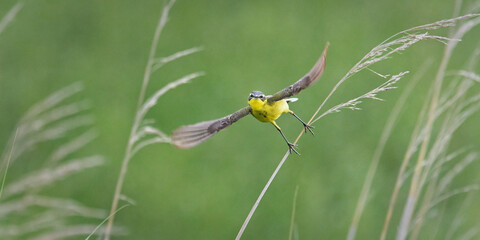 Wagtail
