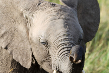 Portrait of an baby elephant