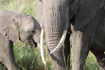 Portrait of an baby African elephant near his mother