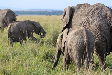 Baby elephant and mother elephant in Masai Mara