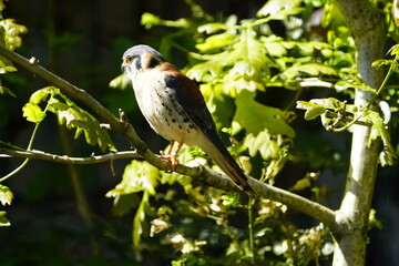 The painted falcon (Falco sparverius), also known as the American kestrel, is a bird from the family Falconidae. Walsrode Bird Park, Germany.